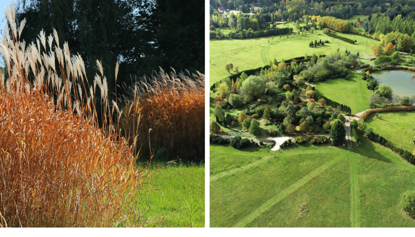 Arboretum Leśne: widok na kolorowe trawy i z góry