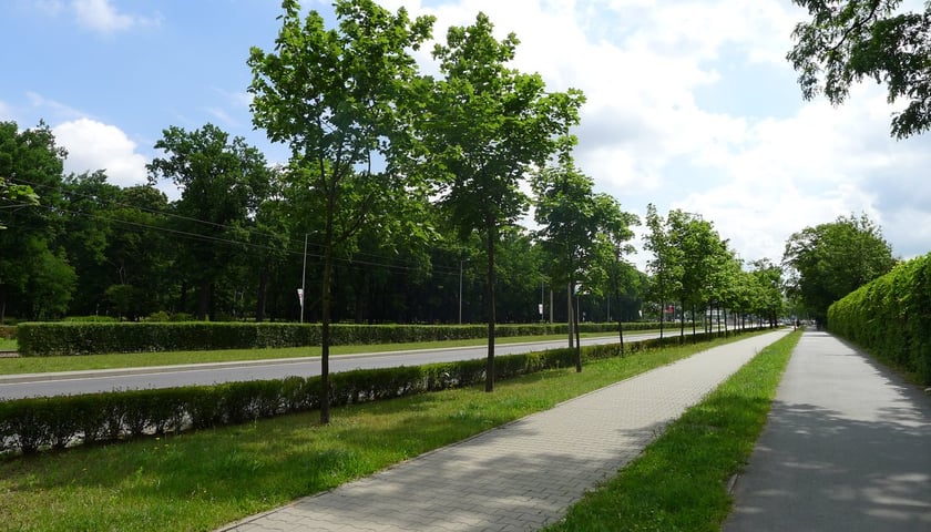 Zielone Tętnice Wrocławia – Legnicka. Jak można zazielenić miasto