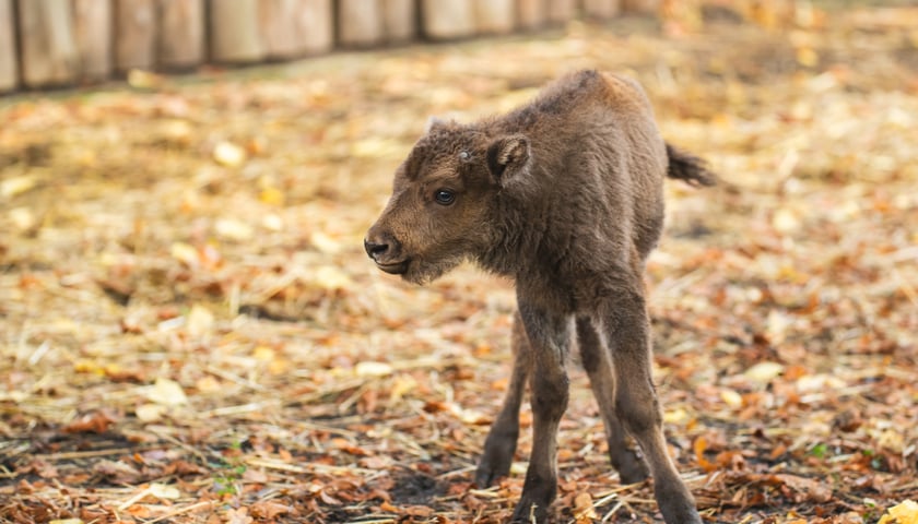 Powiększ obraz: Młode żubry we wrocławskim zoo można już oglądać na wybiegu