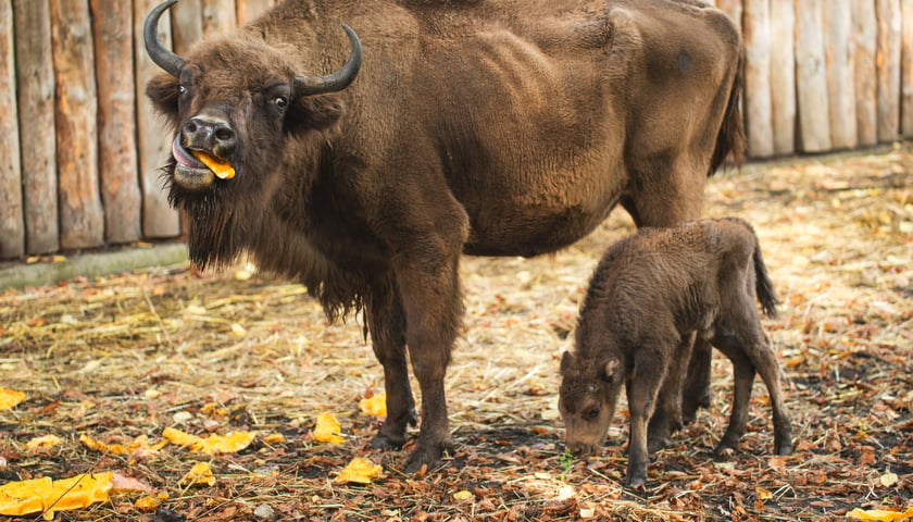 Młode żubry we wrocławskim zoo można już oglądać na wybiegu