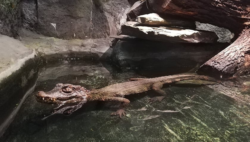 Kajman z Lasu Rędzińskiego trafił do wrocławskiego Zoo