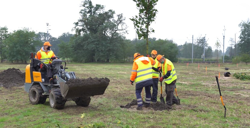 Sadzenie drzew - WROśnij we WROcław jesień 2020