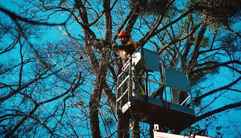 Usuwanie jemioły w parku Południowym we Wrocławiu