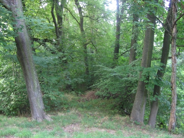 Konsultacje społeczne w sprawie obszarów leśnych będących w zarządzie Nadleśnictwa Miękinia (leżących w granicach m. Wrocławia)