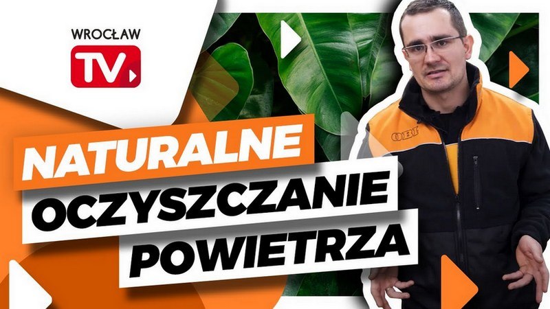 Rośliny oczyszczające powietrze w naszych domach. Jak wybrać? [WIDEO]