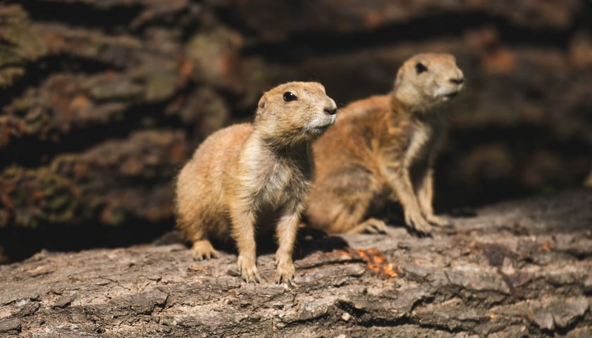 Powiększ obraz: Nieświszczuki, czyli pieski preriowe - nowy gatunek we wrocławskim zoo