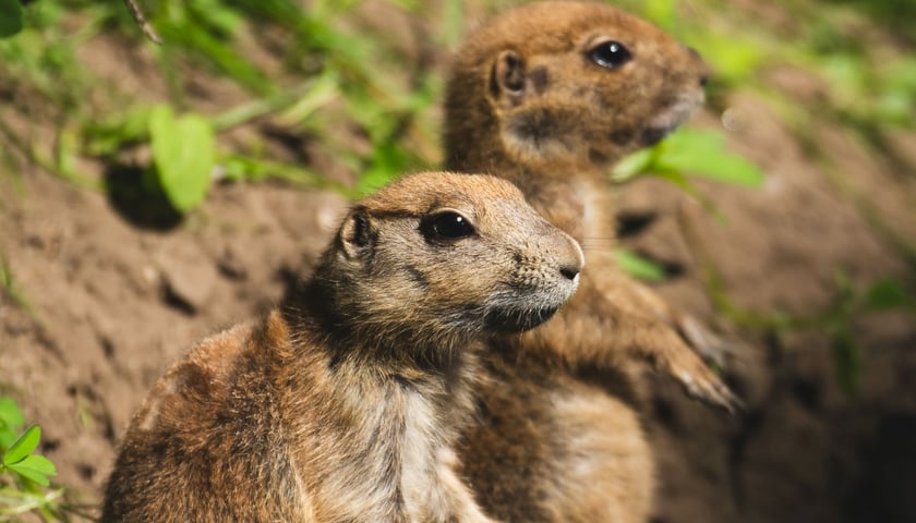 Dwa nieświszczuki, czyli pieski preriowe - nowy gatunek we wrocławskim zoo