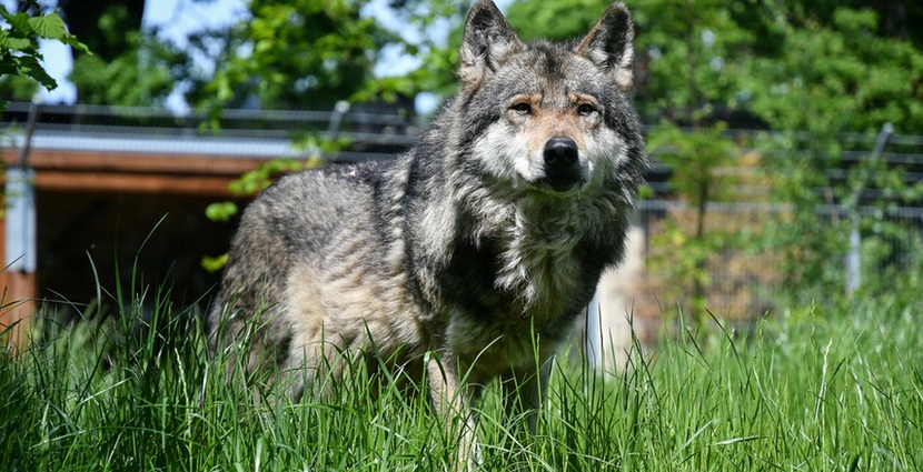 W ZOO Wrocław wilki mieszkają w Wilczej Ostoi, specjalnym wybiegu, w którym zwiedzający mogą lepiej poznać ten gatunek