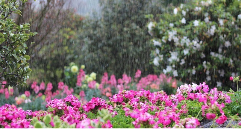 Ogród deszczowy w 3 krokach
