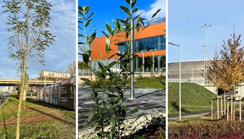 Nowe drzewa w ciągu ulicy Legnickiej uzupełniły wcześniejsze nasadzenia. Sadzonki pojawiły się także przy wrocławskim stadionie Tarczyński Arena oraz przy Aquaparku