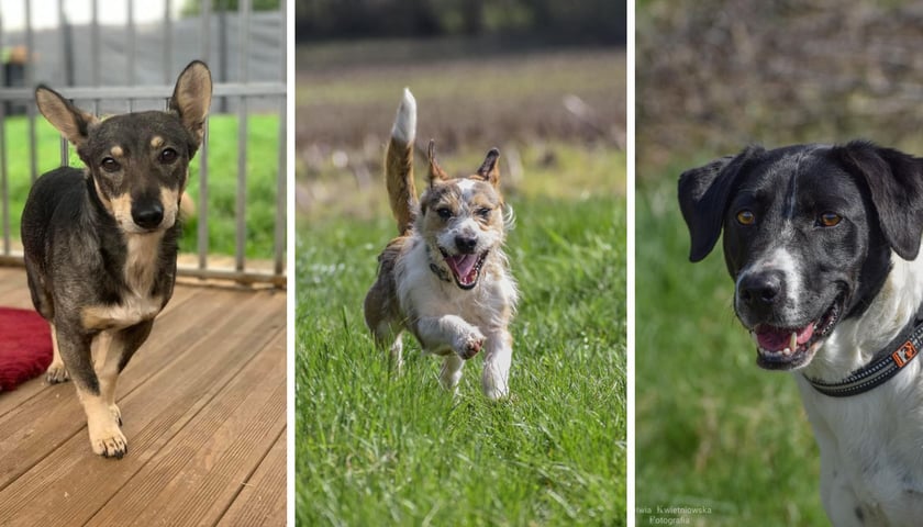 Dżak, Radny i Gapa ze schroniska w Prusicach szukają nowego domu. A wraz z nimi sześć innych psów. Kolaż zdjęć trzech psów.