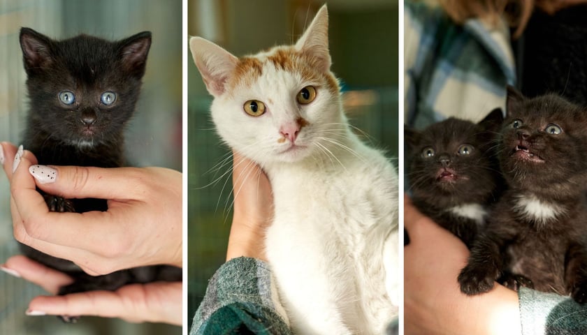 Cztery koty do adopcji z wrocławskiego schroniska dla zwierząt. Poznajcie je i wiele innych!