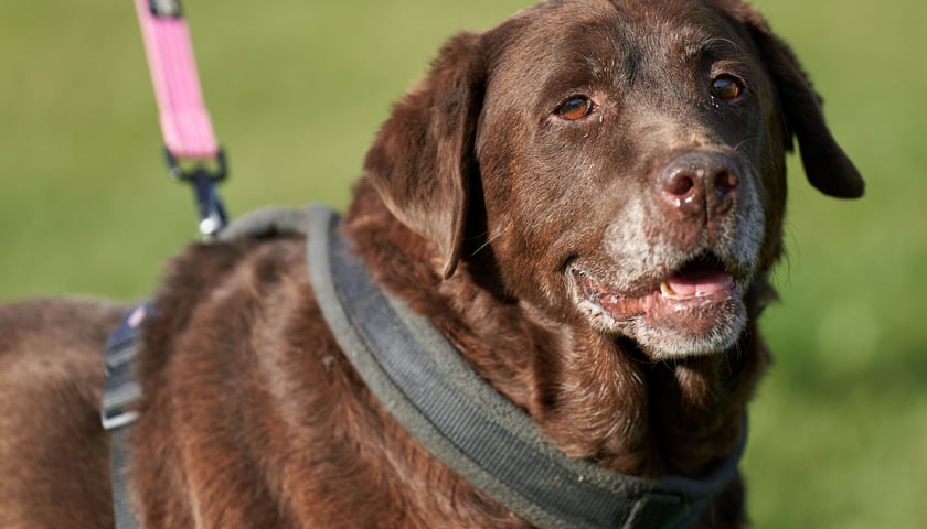 Staruszek labradora czekoladowego. Trafił do schroniska jako znaleziony. Leon to fantastyczny, bardzo kochany i przemiły pies! Ciągle chce być głaskany i, jak to labrador, uwielbia jedzenie. Dobrze toleruje inne psy. Niestety ma problem z przeszłości związany z tchawicą, przez co bardzo charczy. Radosny i otwarty Leon poleca się do adopcji.