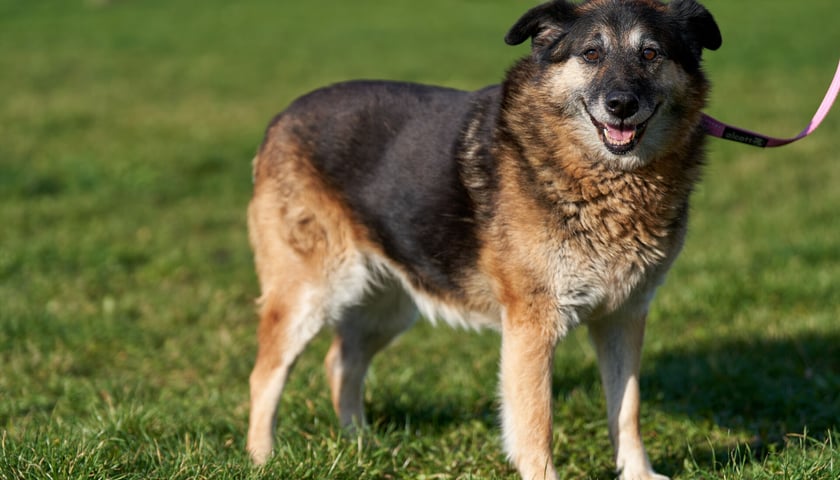 Urocza 9-letnia Hera poleca się do adopcji. To spora suczka, kt&oacute;ra do schroniska trafiła jako znaleziona. Jest niezwykle łagodna, towarzyska i szukająca kontaktu z człowiekiem. Hera idealnie chodzi na smyczy, nie ciągnie. Dogaduje się z innymi psami, na koty nie zwraca większej uwagi.