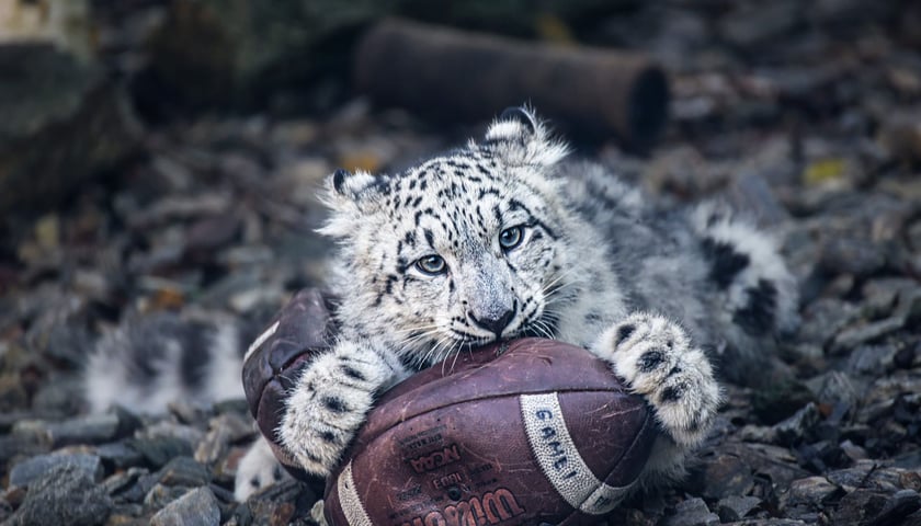 Powiększ obraz: <p>Pantera śnieżna we wrocławskim zoo</p>