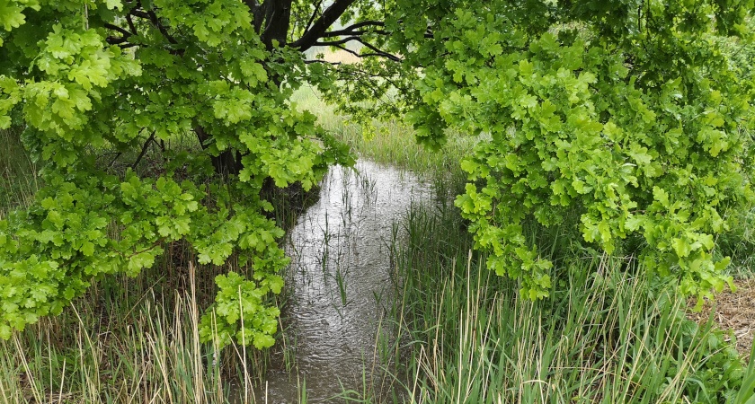 Wody w Dolinie Olszówki Krzyckiej, zdjęcie ilustracyjne