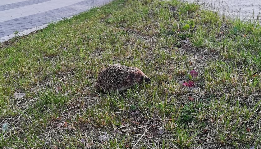 Schronienia dla zwierząt - Zielony Mecenat