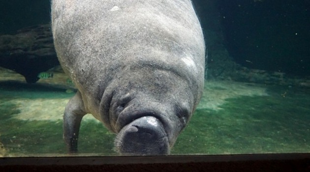 Tak wyglądają kotiki we wrocławskim zoo, fot. Zoo Wrocław