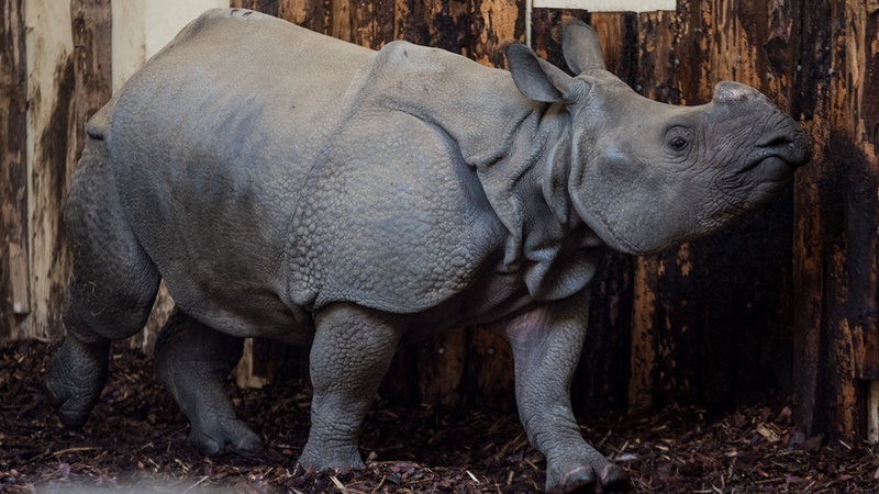 Samica nosorożca pancernego w Zoo Wrocław