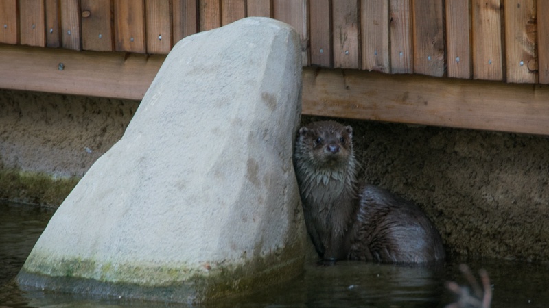 Wydry z wrocławskiego zoo mają nowy wybieg