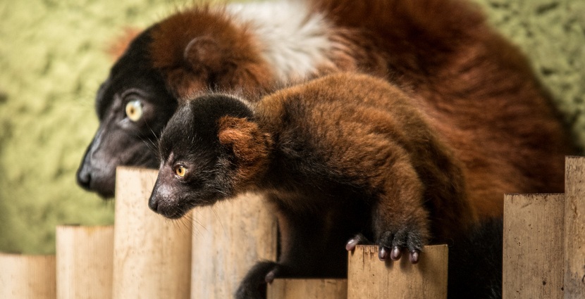 W Zoo Wrocław urodziły się kolejne lemury [ZDJĘCIA]