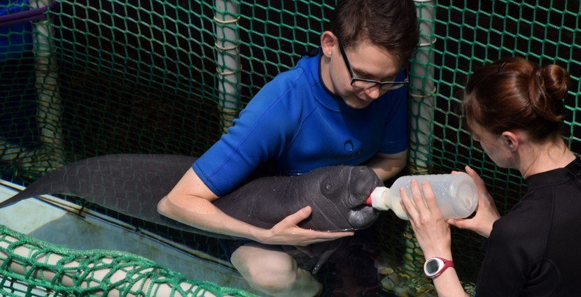 Sensacja w Zoo Wrocław. Na świat przyszedł manat [ZDJĘCIA]