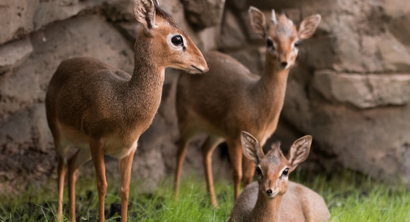 W Zoo Wrocław urodził się jedenasty „afrykański Bambi”