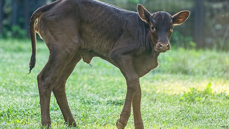 W Zoo Wrocław urodziła się krowa z największymi rogami na świecie