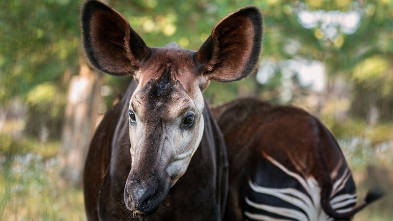 Światowy Dzień Okapi  2019: oddaj telefon – ocal okapi