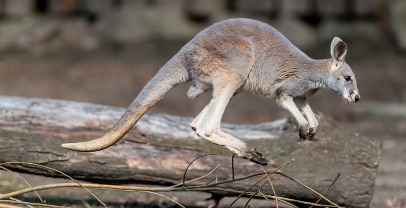 Nowy mieszkaniec wrocławskiego zoo – kangur rudy