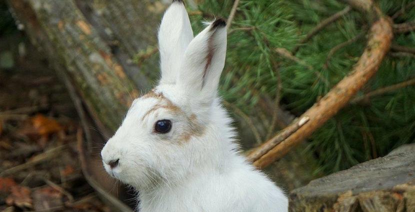 Zając bielak - nowy gatunek we wrocławskim zoo