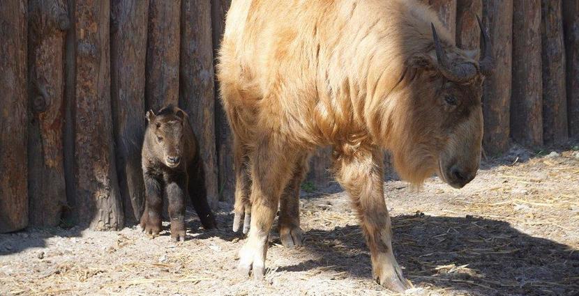 Sensacja w Zoo Wrocław – urodził się drugi w Polsce takin złoty