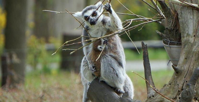 Kolejne lemury katta urodziły się w Zoo Wrocław