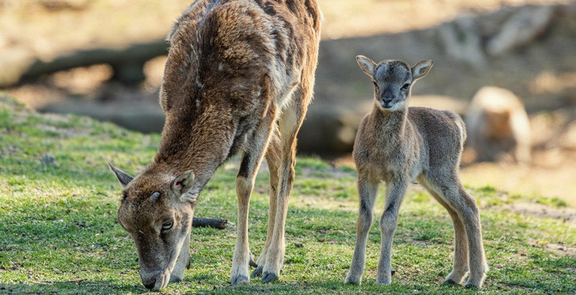 Sześć małych muflonów urodziło się w Zoo Wrocław