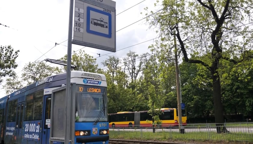 Ryczenie lwa przywita nas na przystanku ZOO Wrocław - posłuchaj 