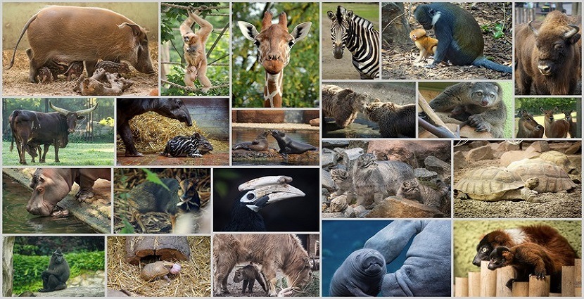 Matki z wrocławskiego zoo – zasłużone i debiutanki