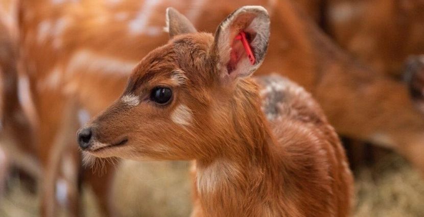 Pojawiły się kolejne maluchy we wrocławskim Zoo