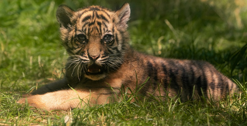 W Zoo Wrocław urodził się tygrys sumatrzański [ZDJĘCIA, WIDEO]