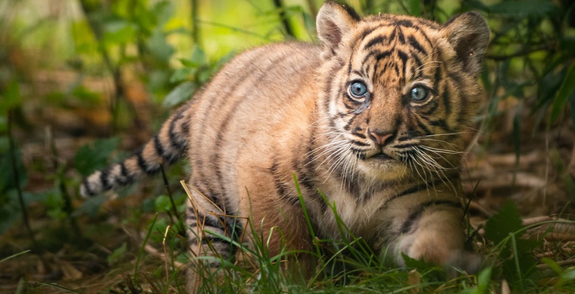 Mała tygrysica z Zoo Wrocław ma na imię Surya