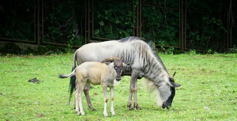 We wrocławskim Zoo urodziły się gnu białobrode