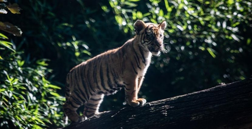 Mała tygrysica z wrocławskiego zoo przywitana przez ambasador Indonezji i prezydenta Wrocławia [ZDJĘCIA]