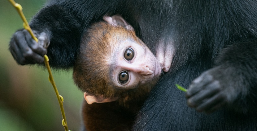 Nowy mieszkaniec Zoo Wrocław – koczkodan górski