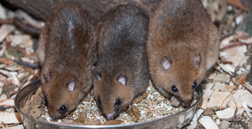 Szerokostopek - nowy mieszkaniec Zoo Wrocław