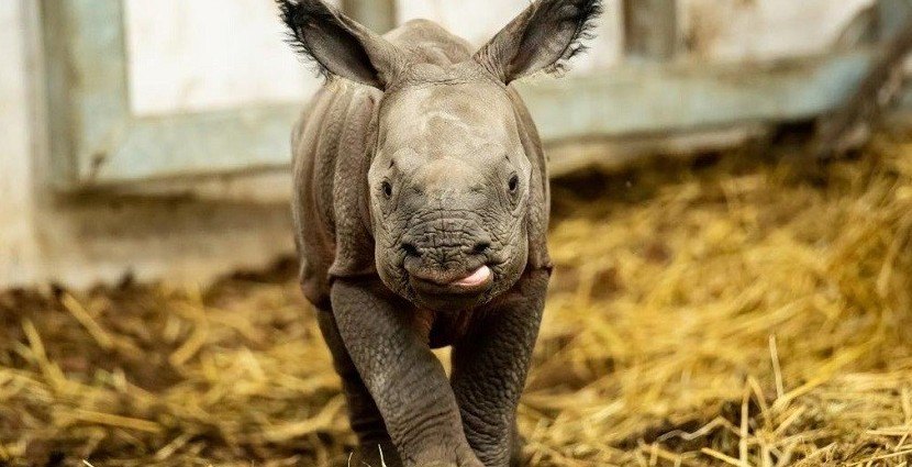 Młoda nosorożyca Kiran