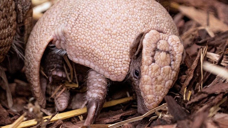 Poszukiwane imię dla małego pancernika południowego z Zoo Wrocław