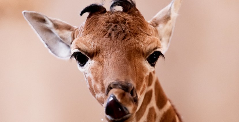 Żyrafa Inuki urodziła się na początku marca