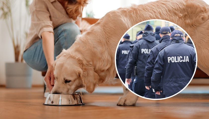 Pies je karmę z miski, w kółeczku policjanci / zdjęcie ilustracyjne