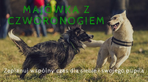 Majówka z czworonogiem