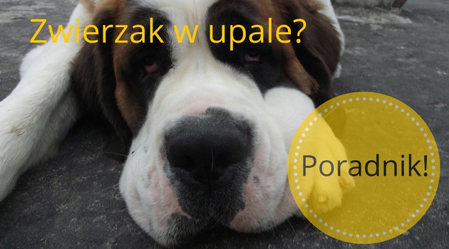 Zwierzak w upale [PORADNIK]