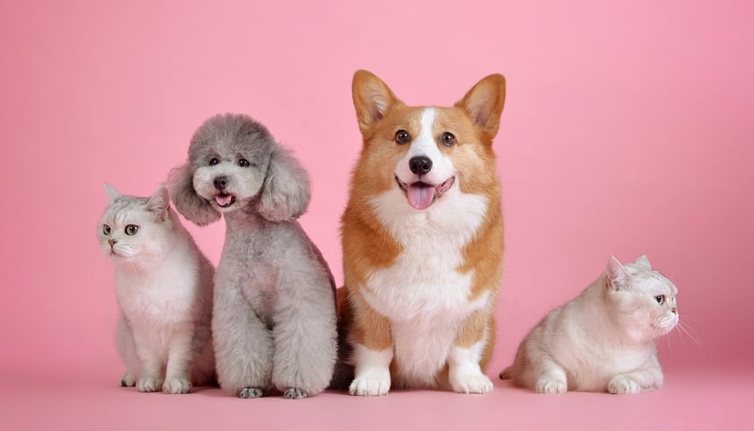 Na różowym tle dwa białe koty, między nimi szary pudel i pies rasy corgi. 